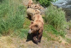 Adult female brown bear and three cubs in Katmai National Park, Alaska, USA