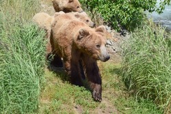 Adult female brown bear and three cubs in Katmai National Park, Alaska, USA