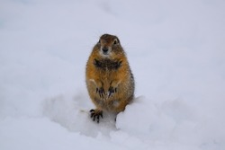 Arctic ground squirrel in Denali National Park, Alaska, USA