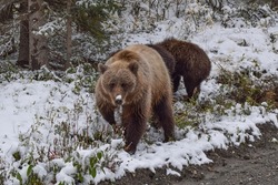Grizzly bear in Denali National Park, Alaska, USA