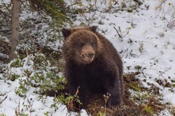 Grizzly bear cub in Denali National Park, Alaska, USA