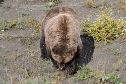 Grizzly bear in Denali National Park, Alaska, USA
