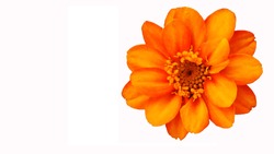 Orange flower on white background