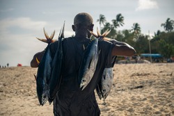 Black African Man is Carrying Tuna Fishes on the Street Fish Market in Nungwi village in s morning after fishing