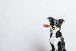 Border collie dog sits and holds hairbrush in its mouth. Isolated on white background. Studio portrait.
