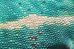 Panther Chameleon skin close up, nosy be locale. These chameleons originate from Madagascar. Image shows blues, white and red of the scales. Furcifer pardalis