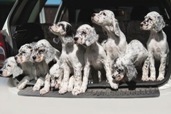 Many dogs are sitting in the trunk of the car. Puppies of the Setter. Transportation of animals. Breeder takes the puppies to the veterinary clinic for vaccination. Hunting dogs