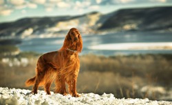 Irish red setter on a background of mountains and rivers on a Sunny day. Exhibition stand dogs. Bright as a flame