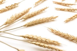 Golden wheat on white background. Close up of ripe ears of wheat plant.