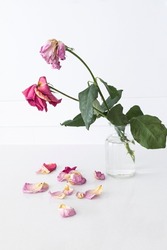 Withered roses in a glass vase with their fallen petals. Symbol of decadence, depression or sadness
