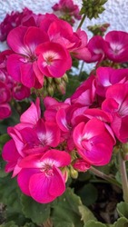 
Geranium pink flowers. Geranium plant in the garden