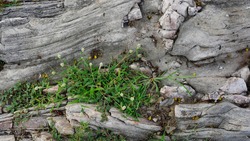 Close up of textured rock grass grows on it