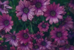 Photography of beautiful african daisies, Osteospermum , pink purple color in a garden.