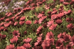 Photography of beautiful african daisies, Osteospermum , sepia color in a garden.