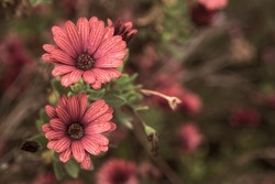 Photography of beautiful african daisies, Osteospermum , with drops of water, sepia color in a garden.