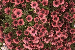 Photography of beautiful african daisies, Osteospermum , sepia color in a garden.