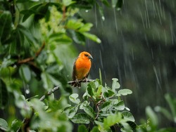 Vibrant orange bird perching on branch in rainy weather 