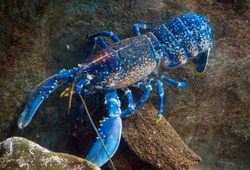 colourful australian blue crayfish, lobster, cherax quadricarinatus in aquarium