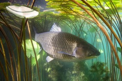 Freshwater fish grass carp (Ctenopharyngodon idella) in the beautiful clean pound. Underwater shoot. Wild life animal carp. Grasskarpfen in the nature habitat with nice backgroundand water lily.