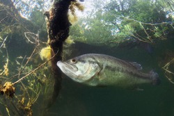 Underwater picture of a frash water fish Largemouth Bass (Micropterus salmoides) nature light. Live in the lake. Blackbass. Close up fish photography.