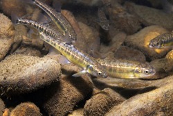 Underwater photography of Common minnow (phoxinus phoxinus) preparing for spawning in a small creek. Beautiful little fish in close up photo. Underwater photography in wild nature. River habitat. 