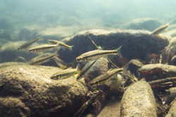 Underwater photography of Common minnow (phoxinus phoxinus) preparing for spawning in a small creek. Beautiful little fish in close up photo. Underwater photography in wild nature. River habitat. 