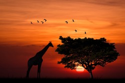 Silhouette giraffe standing nearly big trees in safari and flock of birds on sky with sun twilight sky background.
