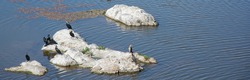 cormoran, bird Phalacrocorax, family Phalacrocoracidae, six cormorants sunbathing on rock in the middle of the water