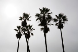 Palm tree silhouettes. A cloudy day in Venice Beach, Los Angeles, California. 