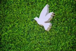 White Dove or Pigeon bird fly with green plant background.Birds fly as a symbol of freedom and independence.