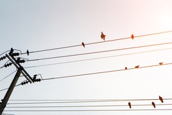 Birds perched on electric cable or wire and post on morming sky with sunlight background.