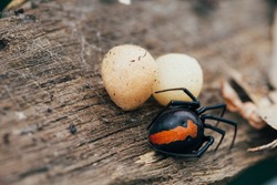 Red back spider and eggs of Australia