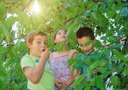 Children on ladders eating bing cherries in the shade of the tree with summer sun in background.