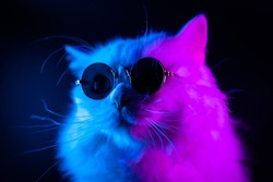 Portrait of white furry cat in fashion eyeglasses. Studio neon light. Luxurious domestic kitty in glasses poses on black background.