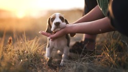 Portrait of little beagle puppy. Woman stroking dog on nature backdrop. Happy lovely pet, new member of family. Doggy training.