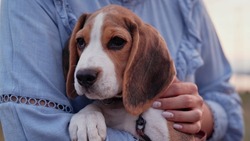 Beagle puppy with his owner. Woman stroking dog on blue backdrop. Cute lovely pet, new member of family.