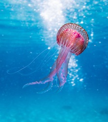 Amazing beautifull colorful jellyfish in the nature