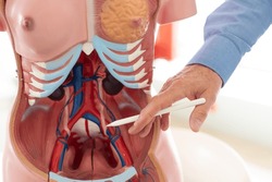Detail of an anatomical model used during anatomy classes at the university