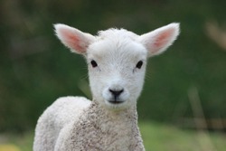 Week old Lamb, New Zealand Countryside