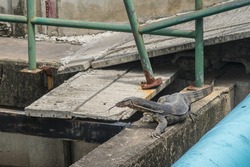 Varanus salvator or comodo dragon on concrete beam crossing canale Bangkok Thailand