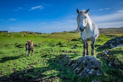 Shetland pony and highland horse at Scotland, Shetland Islands, United Kingdom