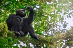 Low angle view of a solitary wild male chimpanzee (Pan troglodytes) sitting on a tree branch in its natural forest habitat in Uganda.