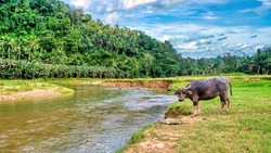 A lone female carabao (Bubalus bubalis), a species of the domestic Asian water buffalo native to the Philippines, standing on a riverbank on Mindoro Island.