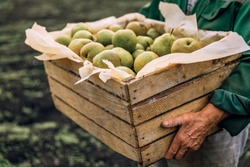 Fresh pears in men's hands. Juicy fragrant pears in a wooden box. Health food. Harvest of pears.