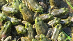 Top view close up of huddling green frogs in a pile with big round yellow eyes resting in the warm water of a pond on a beautiful sunny summer day