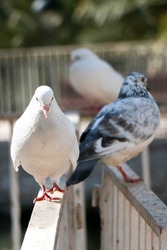 Pigeons on the fence in the park, white pigeon, pigeons walk, fly