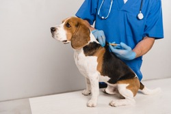 cropped view of veterinarian in blue coat microchipping beagle dog with syringe