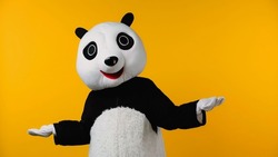 confused person in panda bear costume showing shrug gesture isolated on yellow
