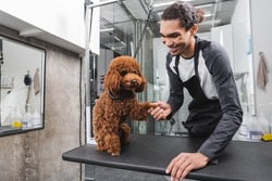 smiling african american pet barber shaking paw of poodle sitting on grooming table,stock image