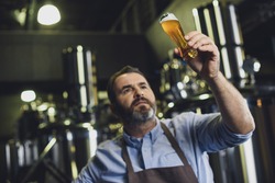Male brewery worker examining small glass of beer